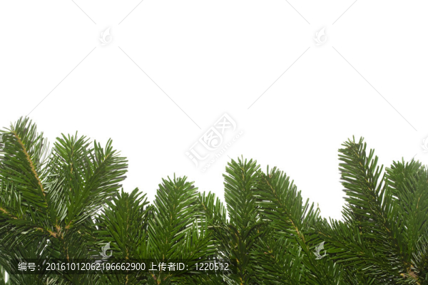 鮮綠杉枝背景