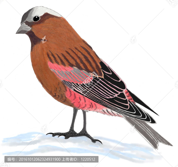 灰冠Rosy,Finch