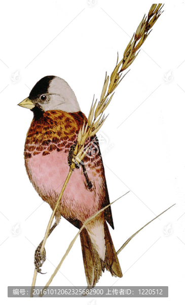 灰冠Rosy,Finch