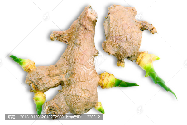 姜根豆芽