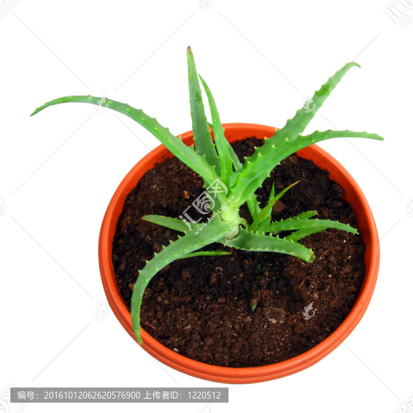 Aloe,vera的植物