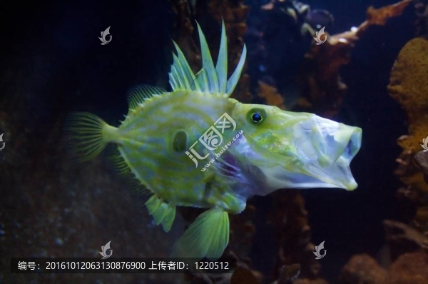 南鮋科是一個家庭的scorpaeniform魚原產(chǎn)于南半球；俗稱前；horsefishes和賽馬。