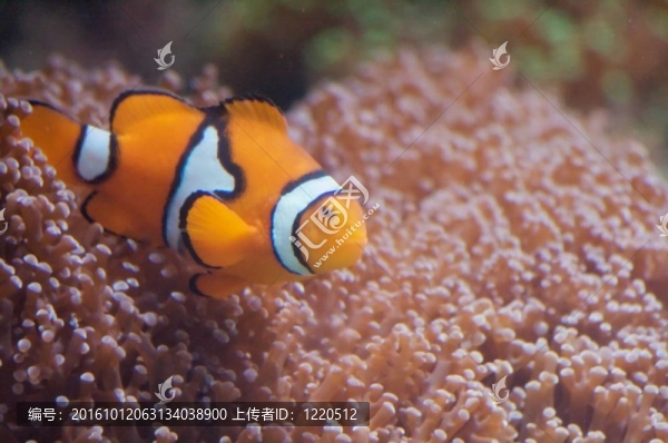 小丑魚與海葵