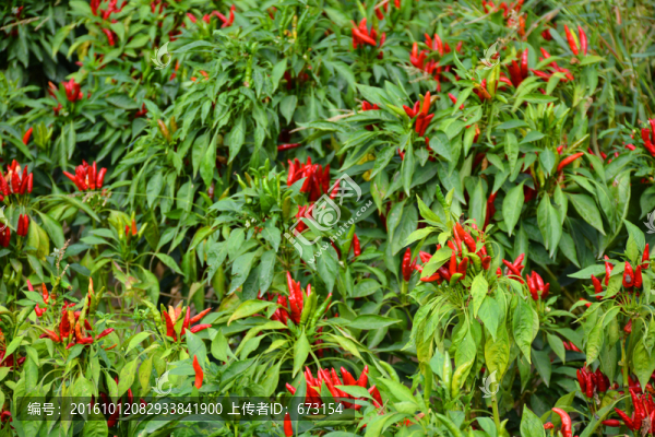 紅辣椒