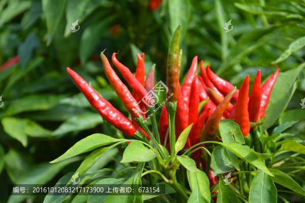 紅辣椒