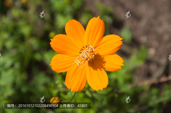 黃色格桑花