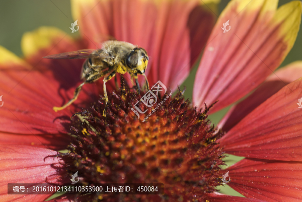 蜜蜂