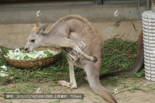 袋鼠