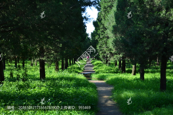 北京天壇公園的森林與路