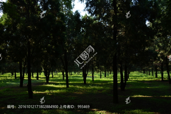 北京天壇公園的森林與路