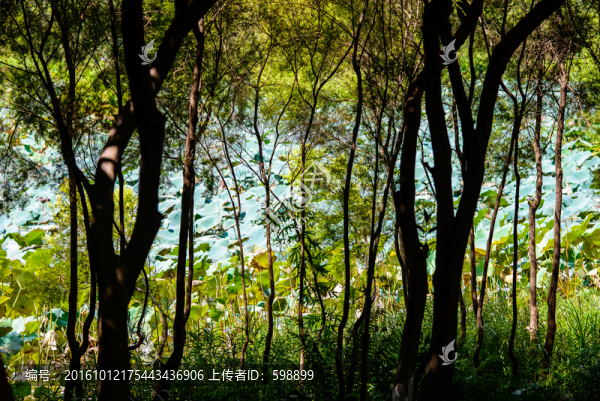 陽光樹林