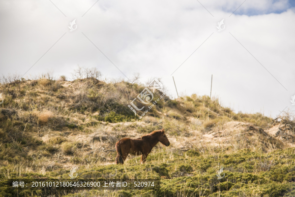 野馬