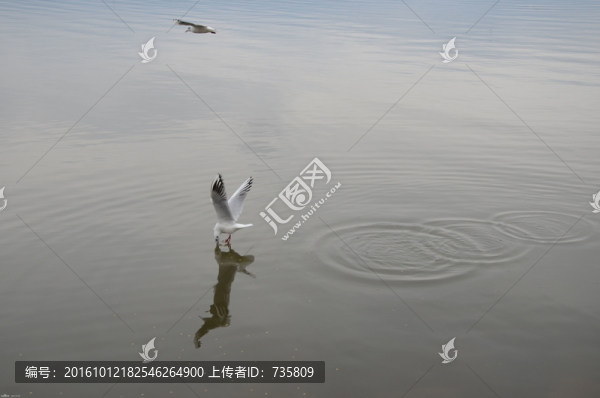 海鷗