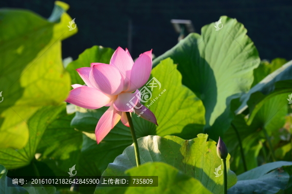 荷花