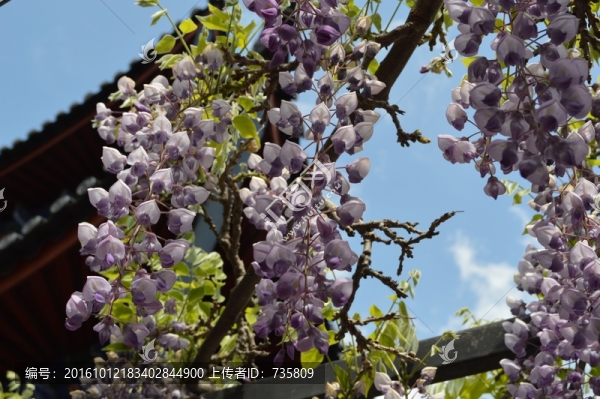 花開枝頭