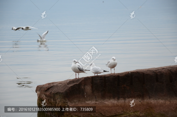 海鷗