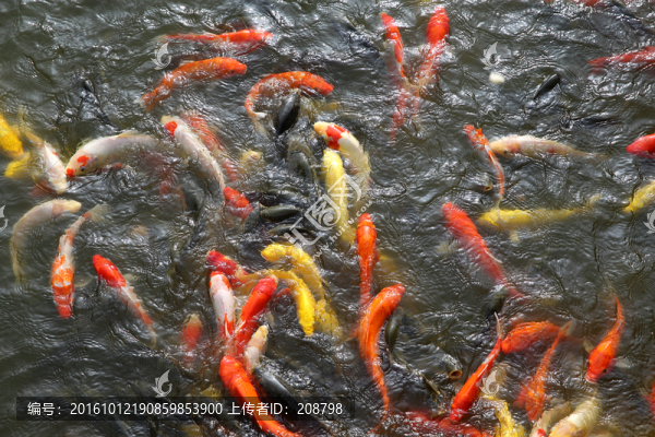 一群魚