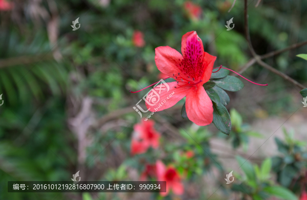 鮮花,山杜鵑