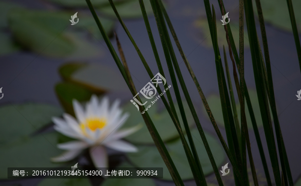 蓮花,花卉