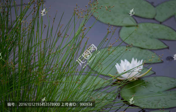 蓮花,花卉