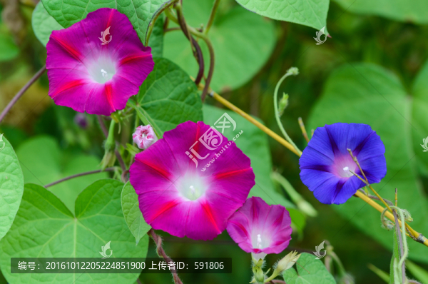 紫色喇叭花