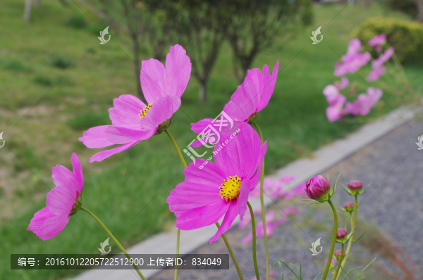 格?；? title=