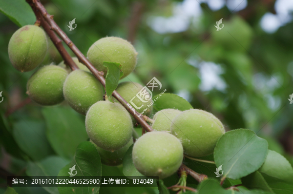 青色果實(shí)