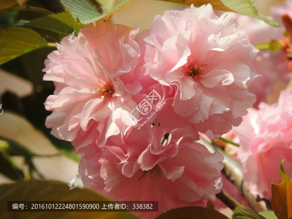 櫻花
