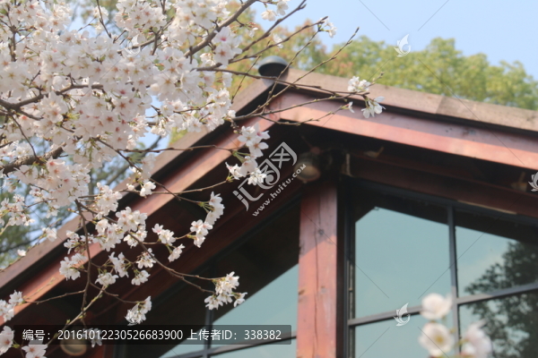東湖櫻花
