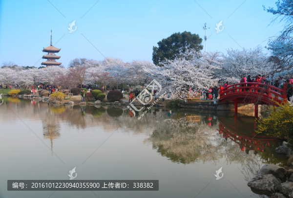 東湖櫻花