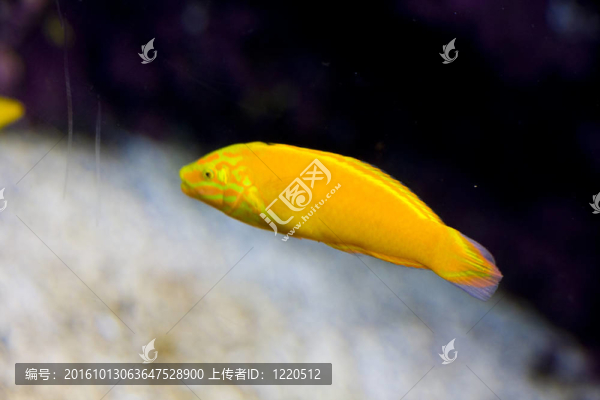 一種奇特的魚游泳