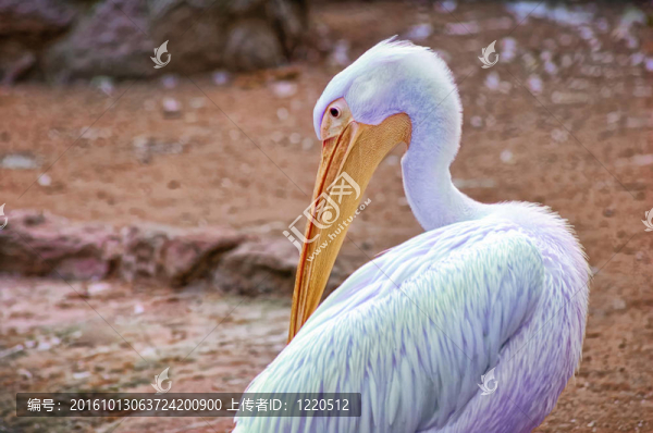 一個(gè)藍(lán)色的鵜鶘