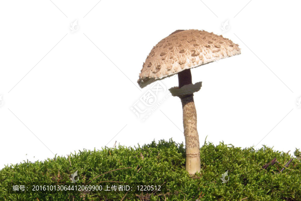 傘菇10