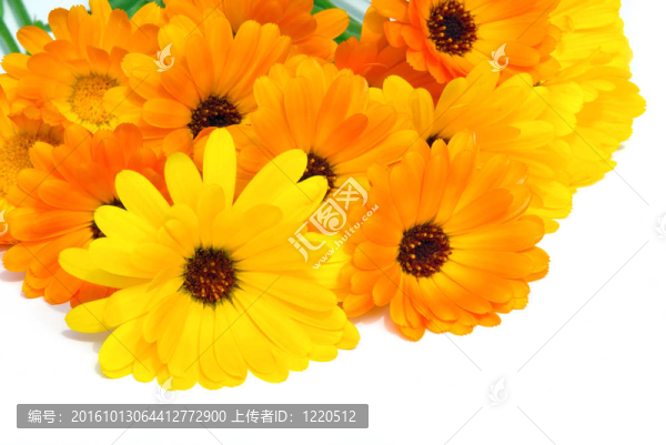 金盞花24