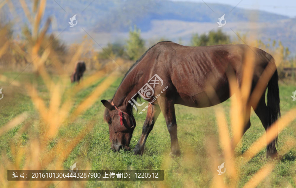 吃草的馬