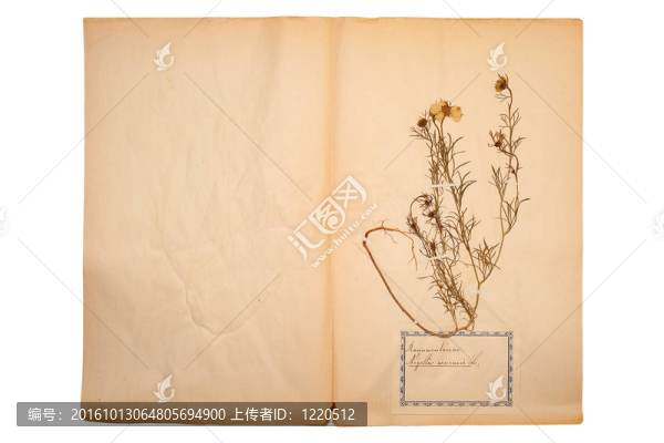 舊的干花；發(fā)黃的紙