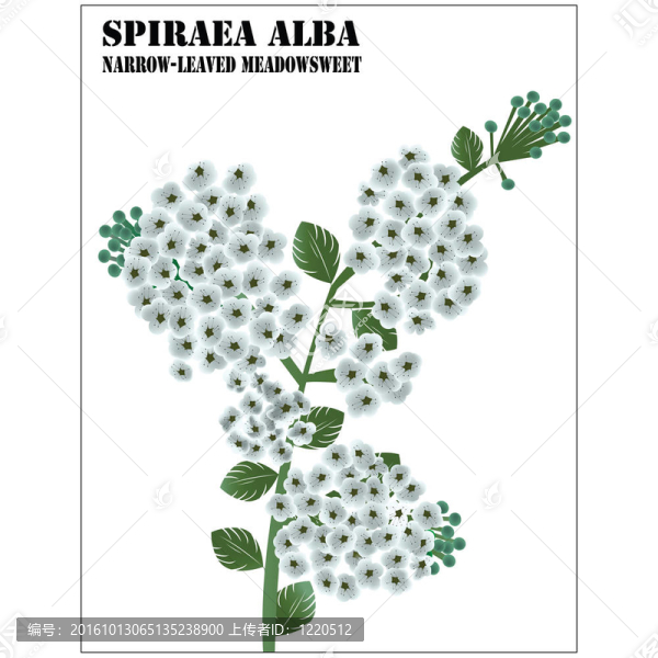 白繡線菊