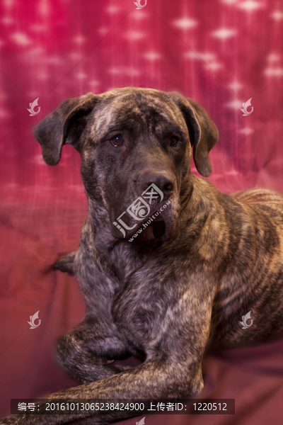 藏獒幼犬