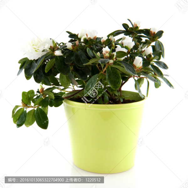 白杜鵑花