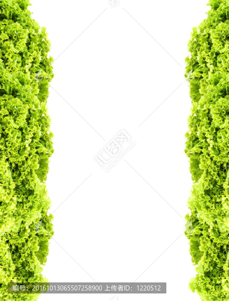 綠色奶油生菜