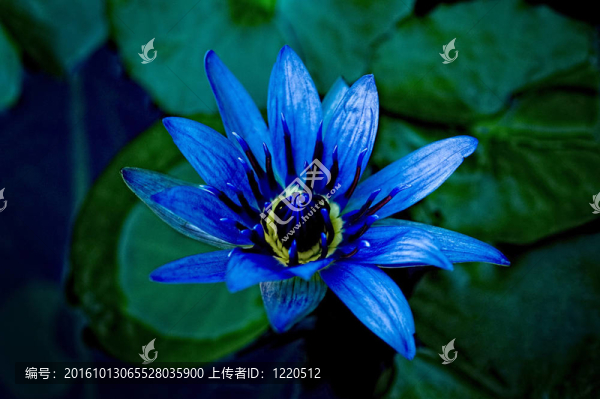 美麗的紫色/藍(lán)色和黃色睡蓮圖片