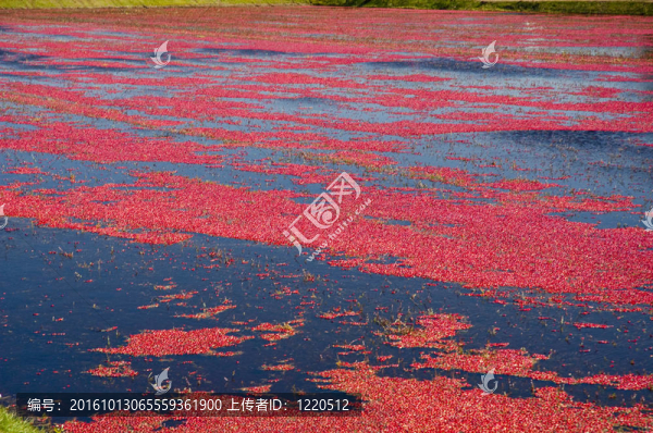 小紅莓