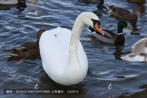 湖