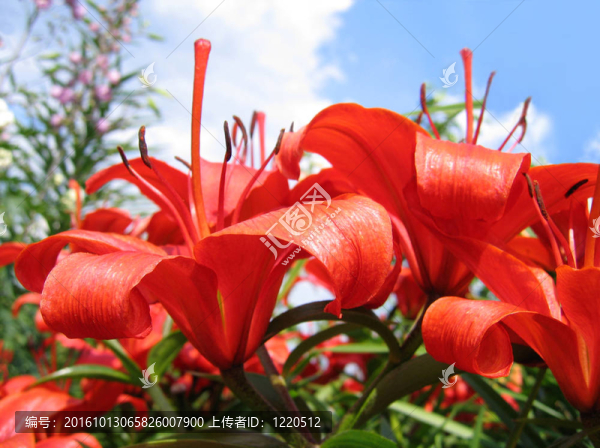 美麗的紅色的花