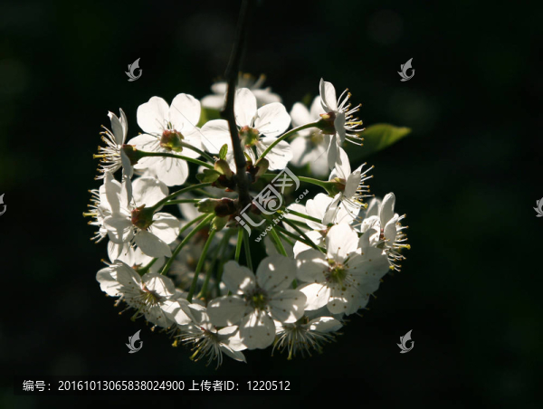 開花之樹的樹枝