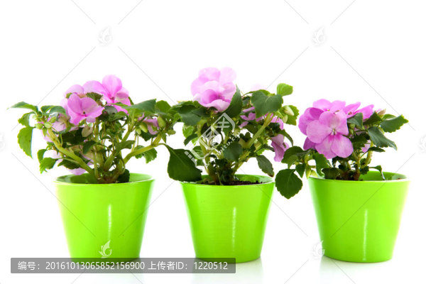 粉色鳳仙花