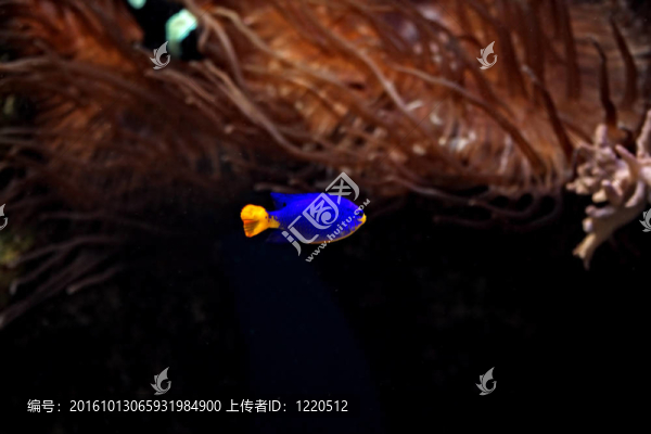 橙色尾巴的藍(lán)色魚(yú)