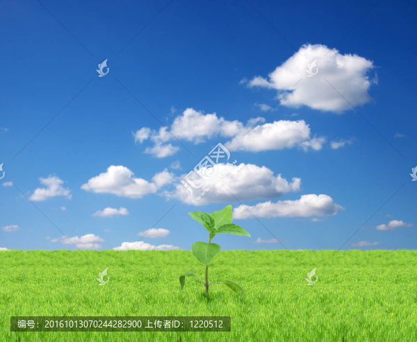 綠芽