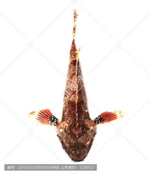新鮮魚石鱸魚