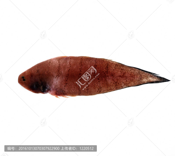 牙鲆魚